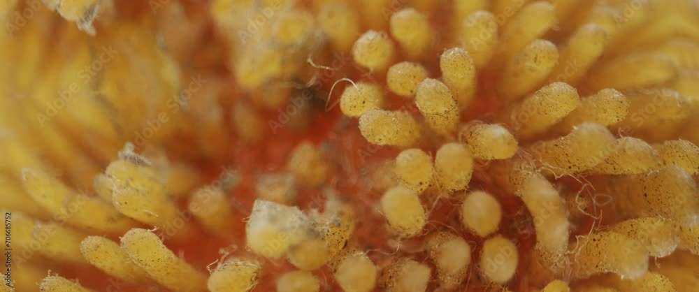Dirty rotten life form under a microscope. Dirty rotten life form under a microscope.