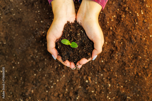 Hands Cradling Soil and Young Plant