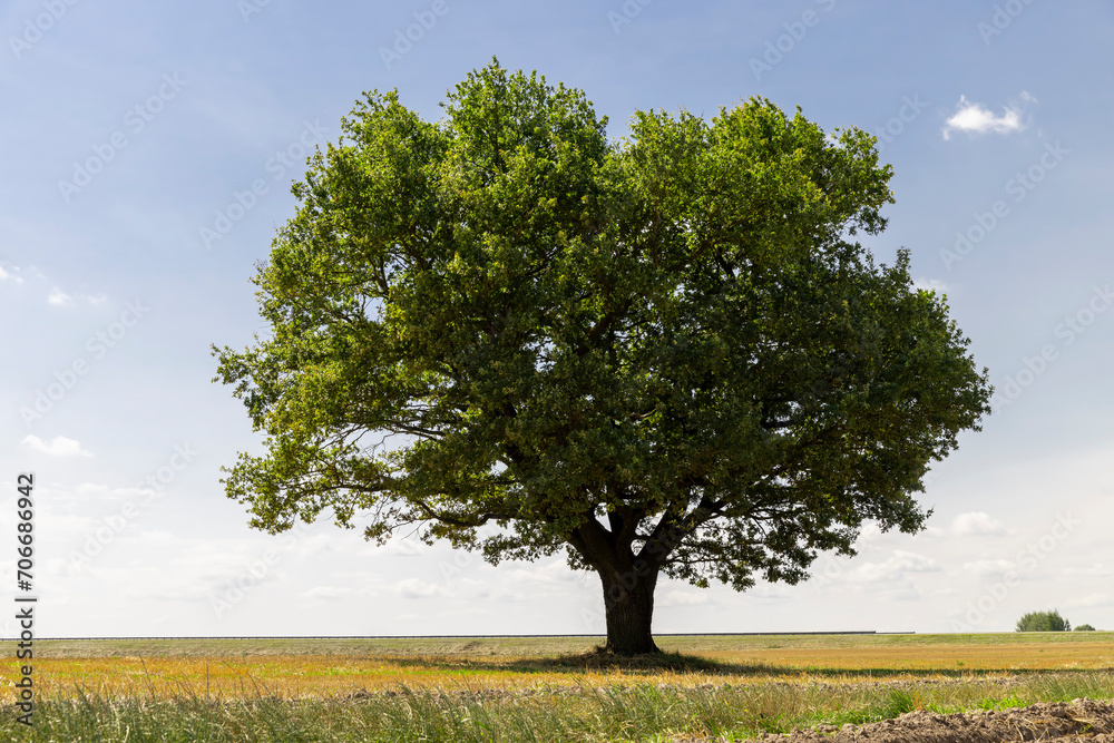 a harvested wheat crop and one oak with green foliage in the field a harvested wheat crop and one oak with green foliage in the field