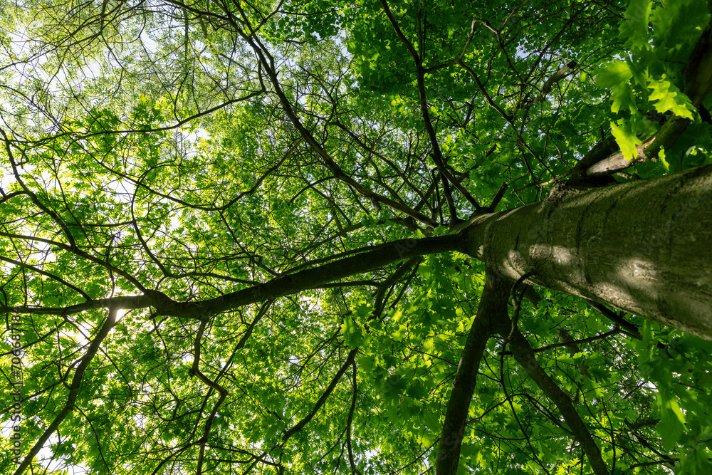 Fototapeta premium oak with green foliage in the spring season