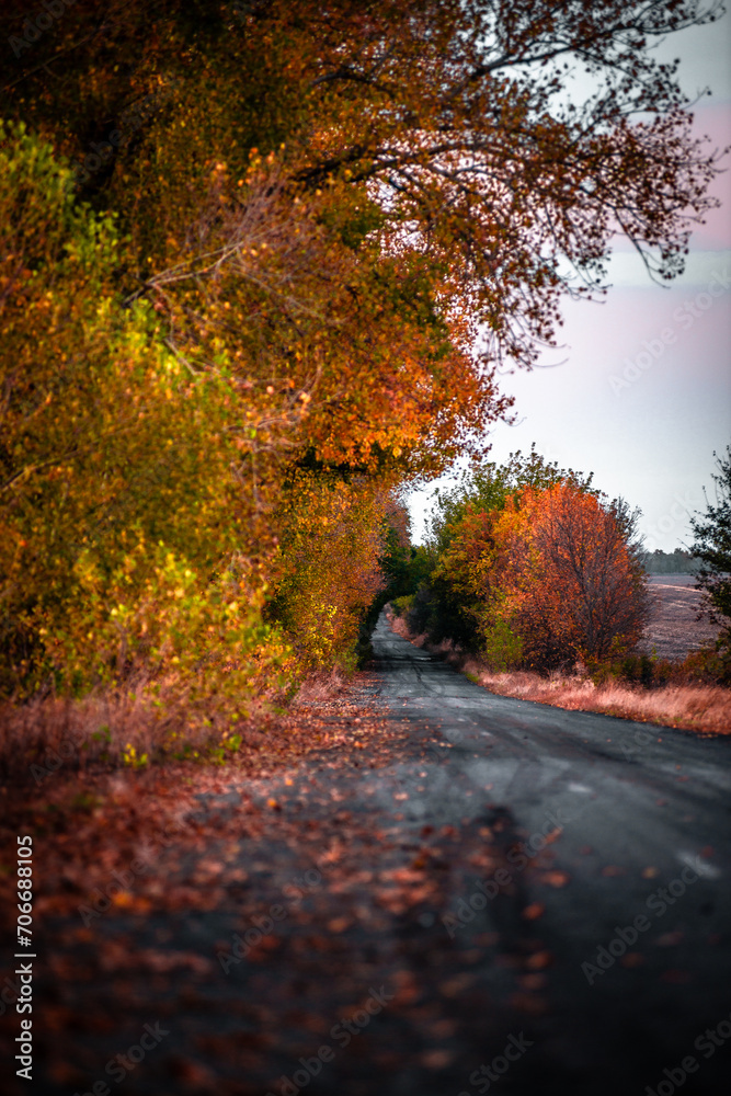 Fototapeta premium Dream road in the autumn colors . Raod over the forest. Red and yellow colors . Sunset over the road. Hole on the middle part of the road 