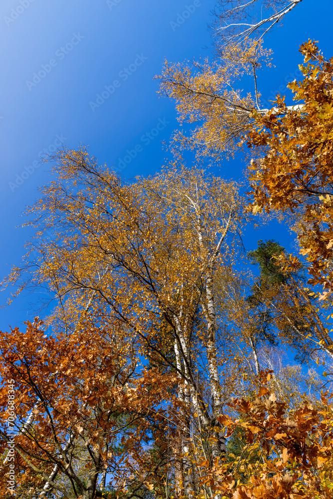 yellowed foliage on birch trees in the autumn season yellowed foliage on birch trees in the autumn season