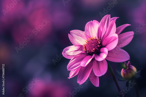 a pink flower in blurry purple background