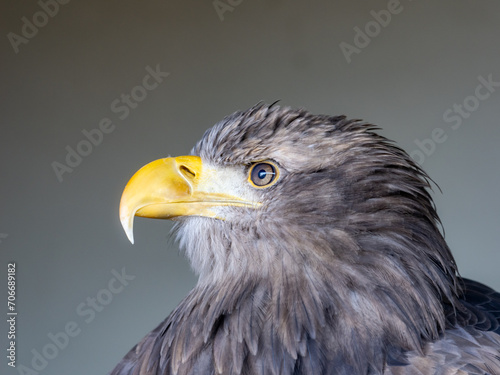 White tailed eagle 