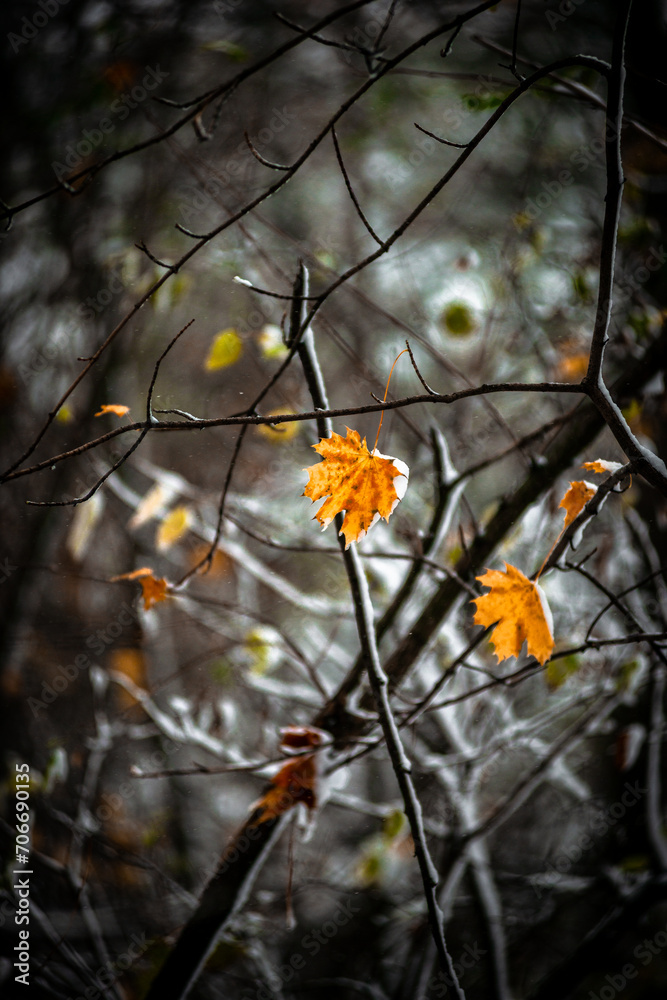 Snow in the forest . Raod to the forest . Snowy weather . Trees in snow . Leafs with snow . Road covered by snow Snow in the forest . Raod to the forest . Snowy weather . Trees in snow . Leafs with snow . Road covered by snow
