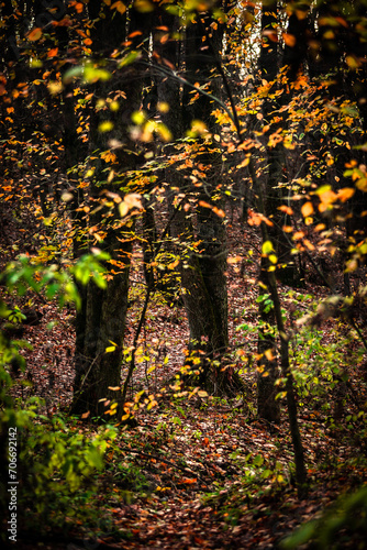 Mystery autumn forest . Forest in Yellow and red colors . Wodden forest . Sun over the forest . Daylight landscape 