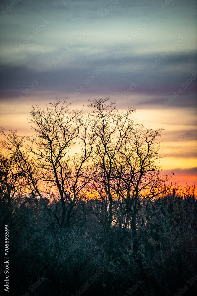 Fototapeta premium Autumn forest . View from the top . Yellow and grey trees in the forest . Landscape with forest . Sunset ofer the hills . Beautiful forest landscapes 