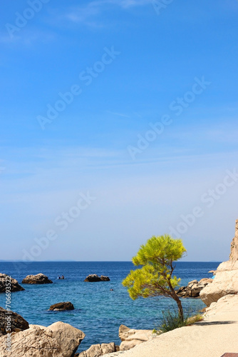 Pine tree gorwing by the sea. Beautiful beach in Brela, Croatia.