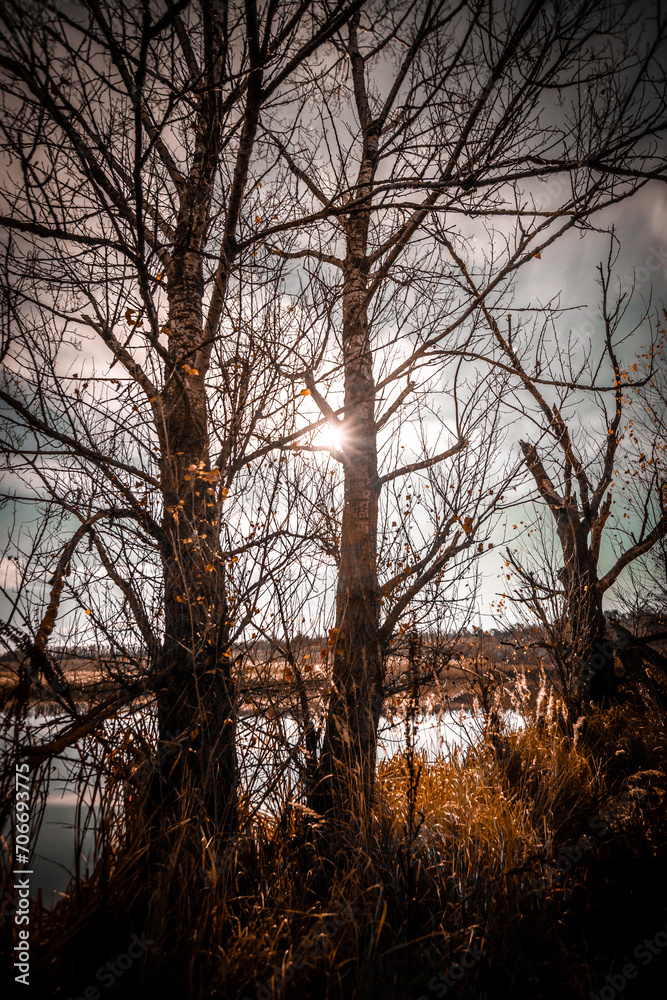 Night landscape . Yellow woods and trees . Autumn colors . Forest on the night time . Mystery lake and mystery forest 