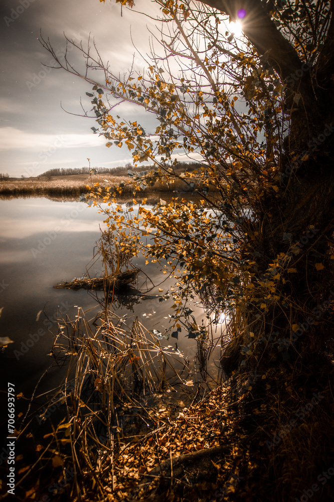 Obraz premium Night landscape . Yellow woods and trees . Autumn colors . Forest on the night time . Mystery lake and mystery forest
