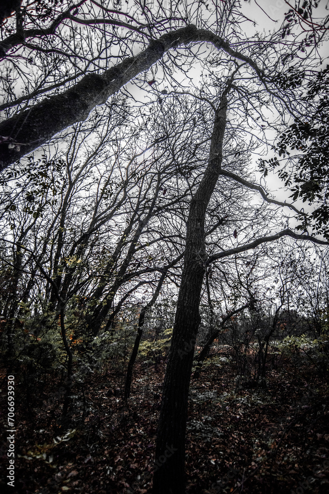Fototapeta premium Night landscape . Yellow woods and trees . Autumn colors . Forest on the night time . Mystery lake and mystery forest 