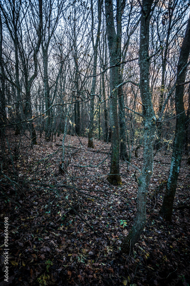 Obraz premium Night landscape . Yellow woods and trees . Autumn colors . Forest on the night time . Mystery lake and mystery forest 