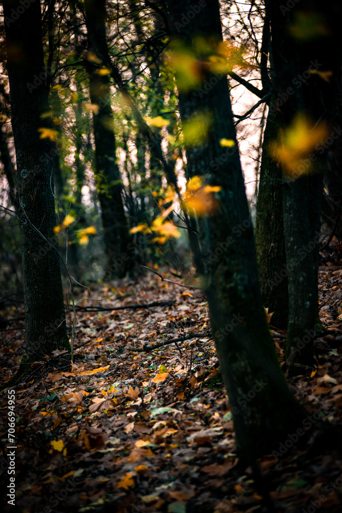 Obraz premium Yellow leafs in the autumn forest. Yellow colors. Forest at evening . Yellow trees . 
