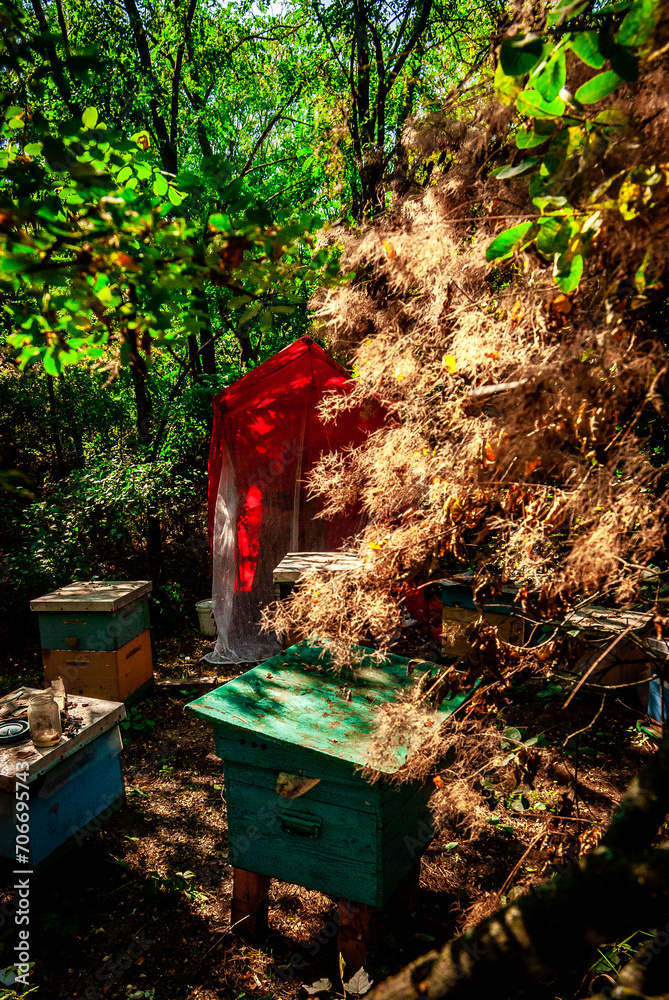 Bee evidence in the forest. Green forest and bees Bee evidence in the forest. Green forest and bees