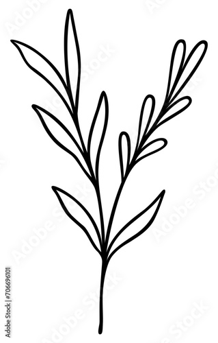 Leaf Line Art