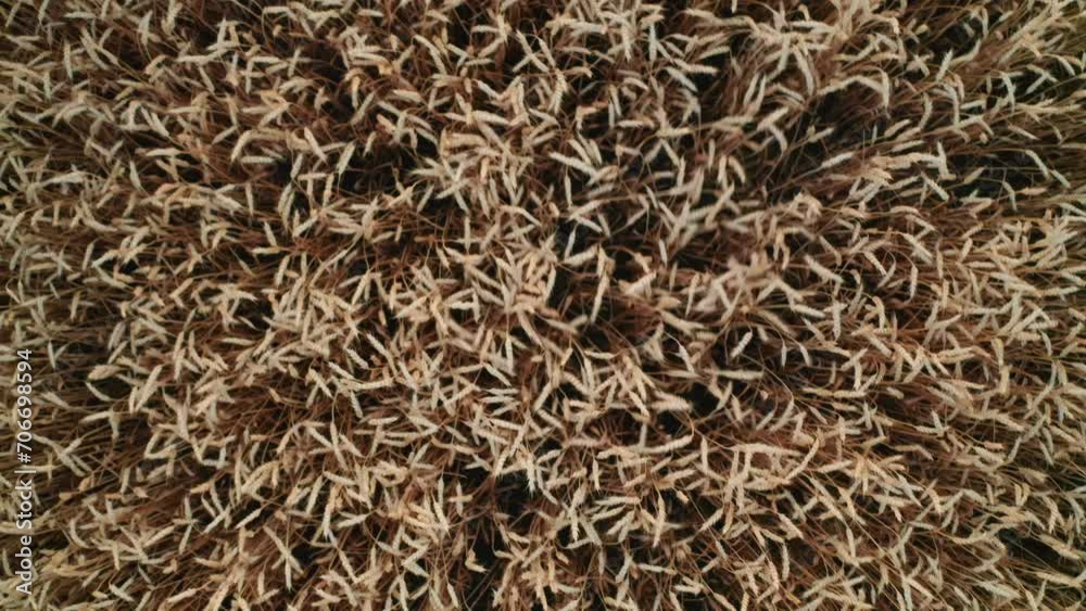 Golden wheat spikelets waving in wind ripen in large field aerial view. Dry cereal cultures plants waits for reaper at summer countryside Golden wheat spikelets waving in wind ripen in large field aerial view. Dry cereal cultures plants waits for reaper at summer countryside