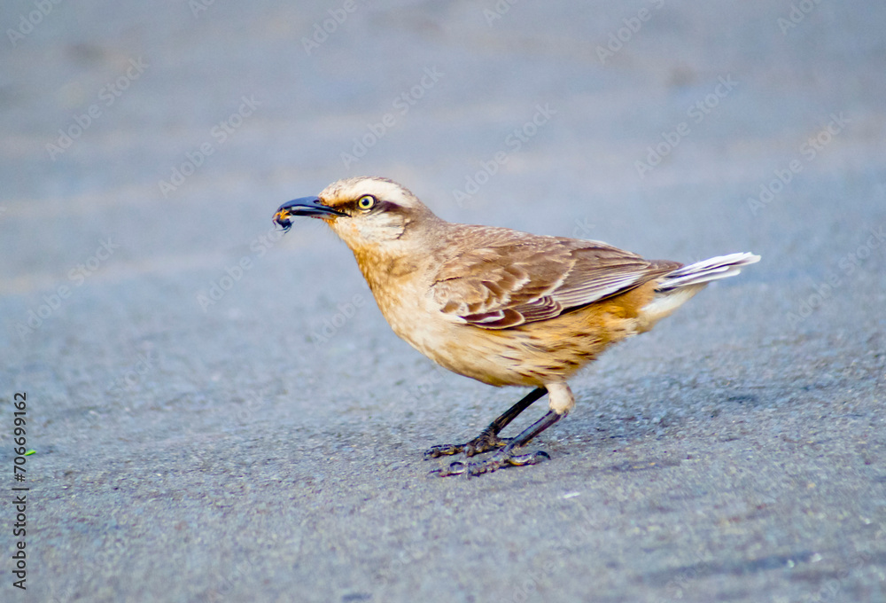 Sparrow feeding in the middle of a street Sparrow feeding in the middle of a street