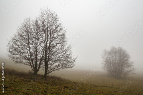 Trees in a meadow during a foggy winter day without snow.