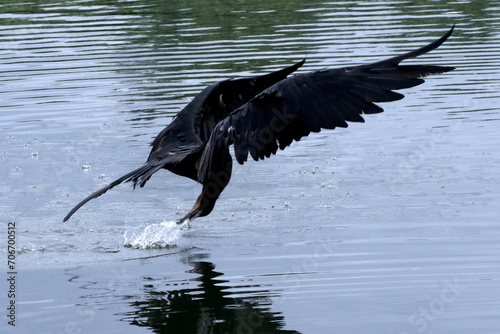 Uma Fragata pescando um peixe com o seu estilo único e técnica fabulosa em pleno voo sobre a lagoa de Guaratiba - Maricá - RJ photo