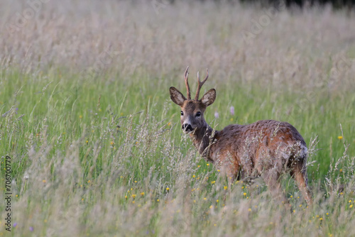 Roe deer in a meadow in May, losing winter fur.