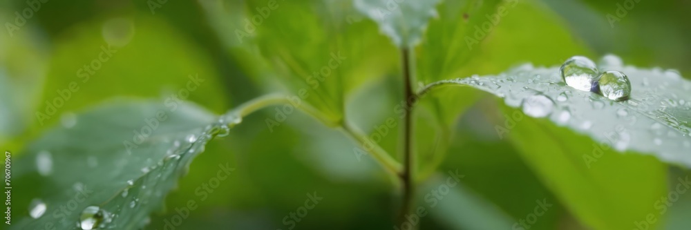 Large beautiful drops of transparent rain water on a green leaf macro. Drops of dew in the morning glow in the sun. Beautiful leaf texture in nature. Natural background Large beautiful drops of transparent rain water on a green leaf macro. Drops of dew in the morning glow in the sun. Beautiful leaf texture in nature. Natural background