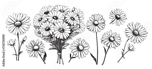 Chamomile hand drawn black paint vector set. Ink drawing flowers and leaves, monochrome artistic botanical illustration.