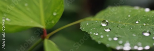 Large beautiful drops of transparent rain water on a green leaf macro. Drops of dew in the morning glow in the sun. Beautiful leaf texture in nature. Natural background
