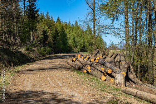 Wooden logs lying along the forest road.