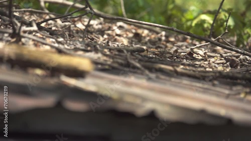 Tree branches on old steel roof / hand held