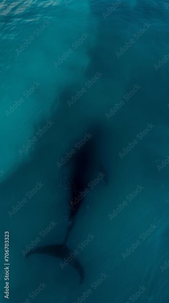 Abstract Black Whale Stain in Sea Depths