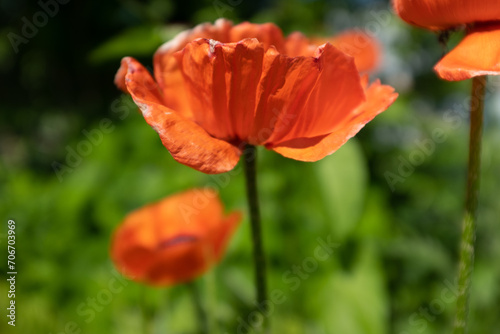 Opium poppy flowers on blurred green background. Flowering poppies for publication, poster, calendar, post, screensaver, wallpaper, postcard, banner, cover. High quality photo