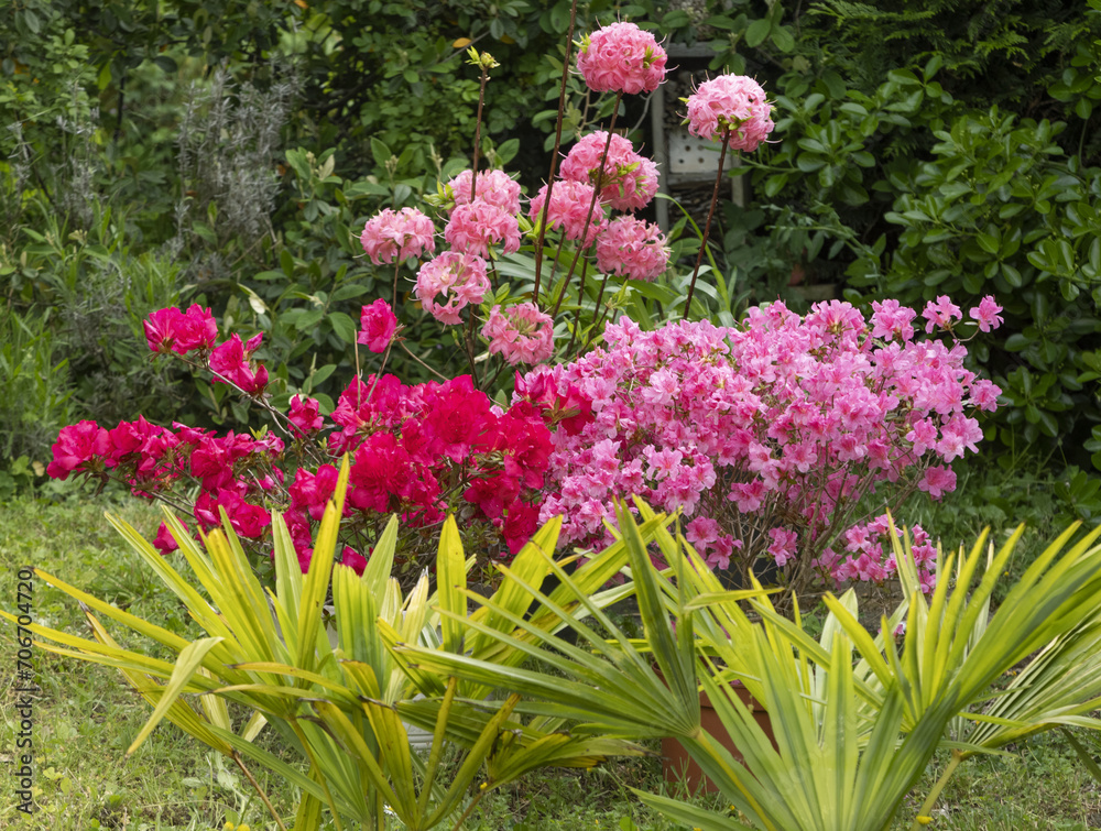 Azalea japonica et mollis ‘Homebush’ Azalea japonica et mollis ‘Homebush’