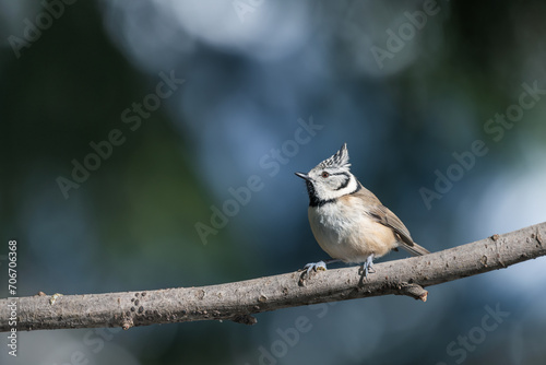 crested tit, Parus cristatus, single bird on branch a sunny day with bokeh background 