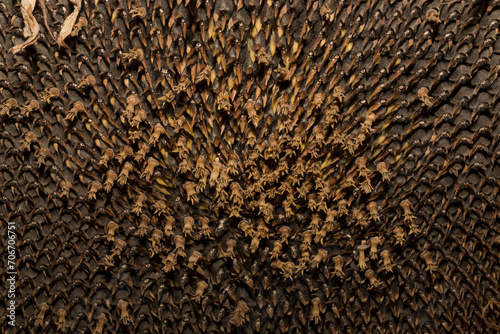 Fotografie Helianthus, sunflower close-up