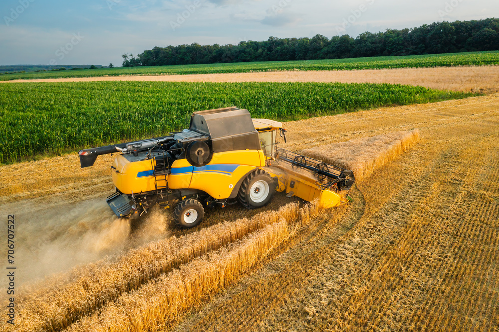 Obraz premium Combine reaper harvests cereal crop driving past golden wheat in farm field aerial view. Machine gathers ripe barley working at countryside at twilight