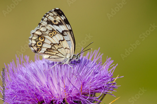 Photography Balkan Marbled White butterfly on a purple flower, close-up, under the wing