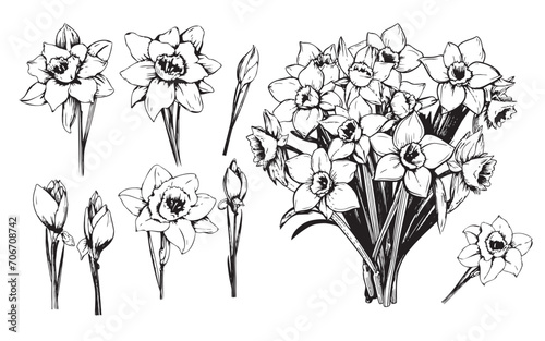 Bouquet of daffodils isolated on white. Black outline hand drawn sketch of narcissus flowers bunch. Vector for spring holidays design, greeting card on Womens day photo