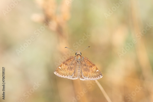 Dingy Skipper butterfly. Close-up, under the wing. (Erynnis tages ) photo