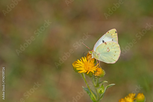 Clouded Yellow butterfly on yellow coloured flower. Close-up, under the wing. (Colias crocea ) © TAMER YILMAZ