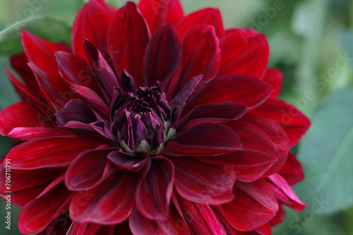 Red Dahlia petals closeup. Big autumn flower. Fresh red flower head on light green defocused background. Summer blossom. Floral red background. Red dahlia Black Jack blooming. Valentine's day