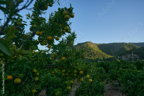 Favara, Valencia: A fruitful tree stands tall, radiating nature and fertility.