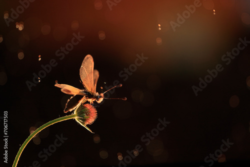 A glowing Libelloides ictericus caught in a warm, bokeh light backdrop during twilight photo