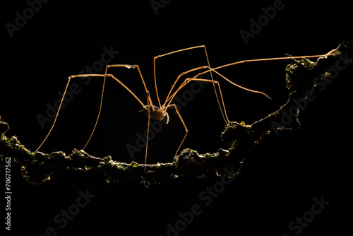 Silhouette of a spider against a dark background photo