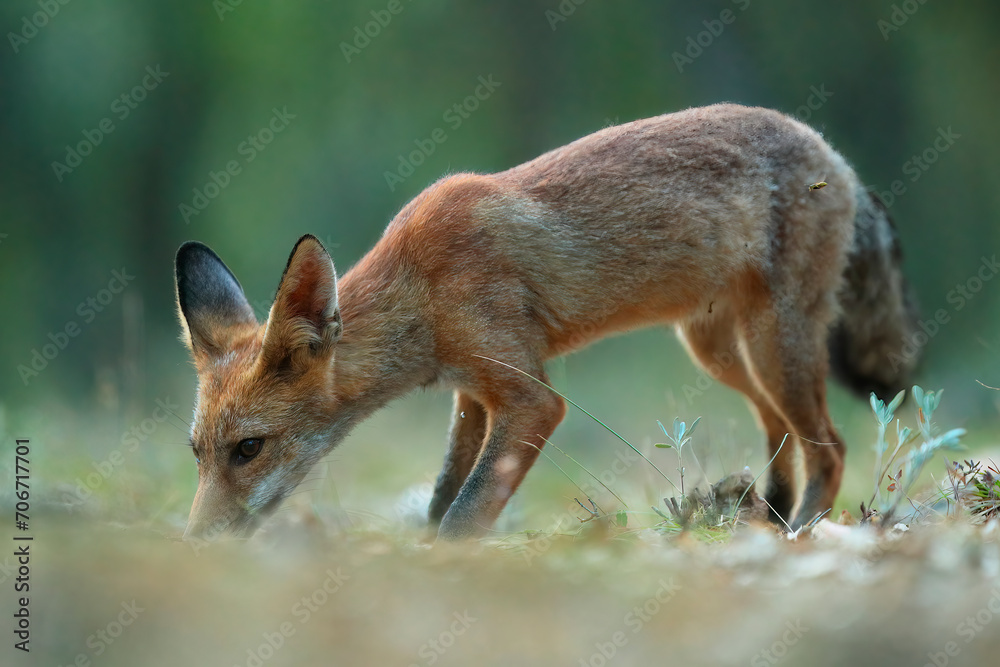 A red fox kit forages through the forest floor immersed in the search for food in its natural habitat A red fox kit forages through the forest floor immersed in the search for food in its natural habitat