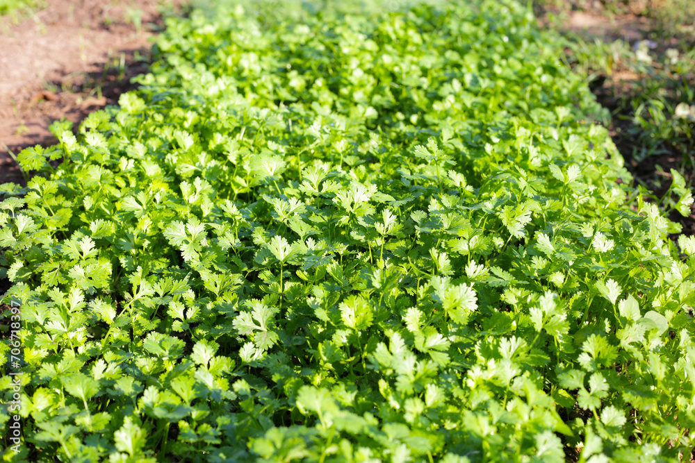 Green leaves of coriander plant in vegetables garden Green leaves of coriander plant in vegetables garden