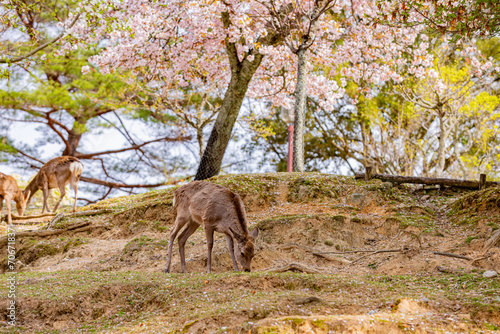 奈良公園の満開の桜と鹿 