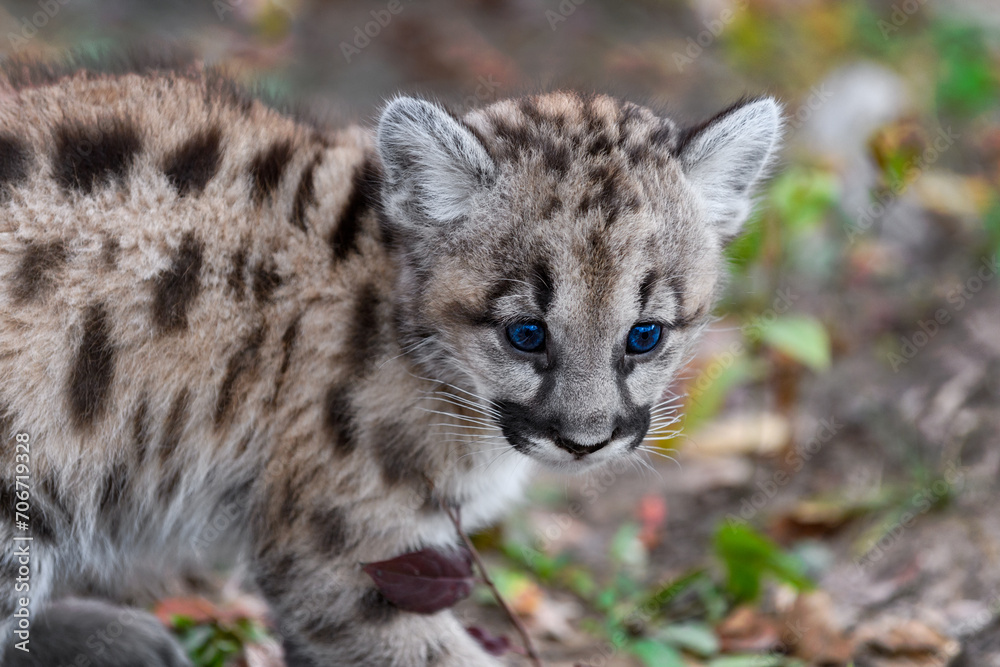 Cougar Kitten (Puma concolor) Crouched on Ground Autumn