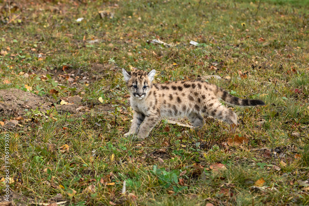 Cougar Kitten (Puma concolor) Stops and Looks Right on Ground Autumn