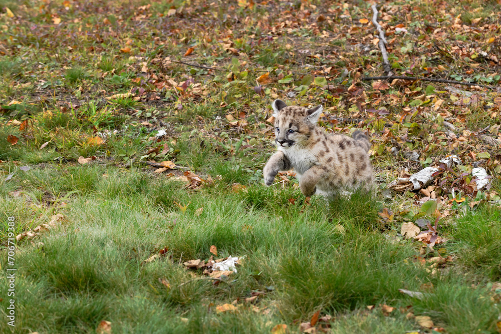 Cougar Kitten (Puma concolor) Pounces Left Across Ground Autumn