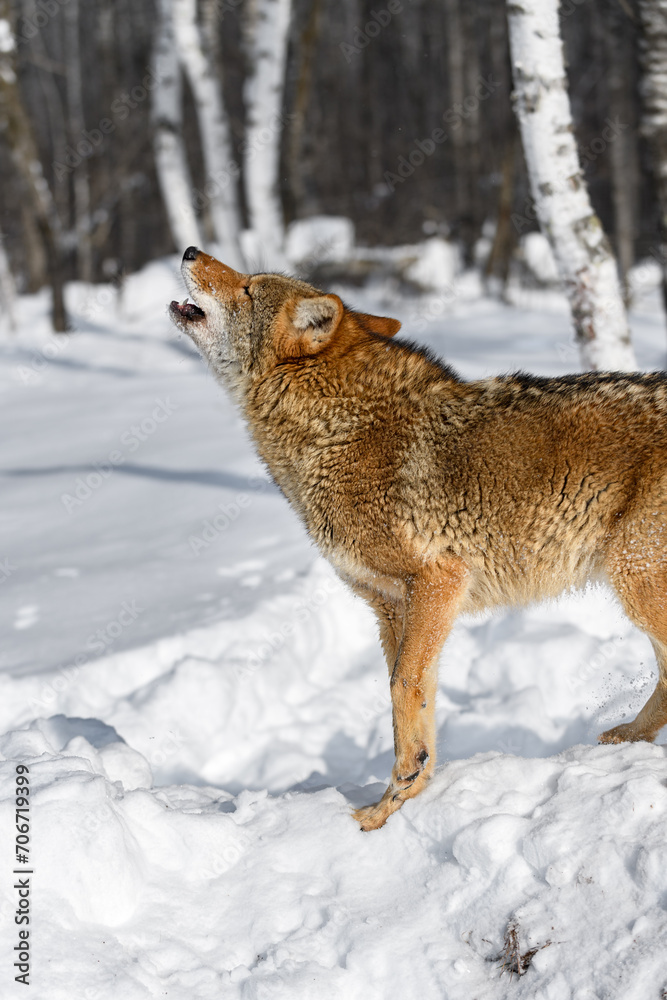 Coyote (Canis latrans) Lifts Paw and Head to Howl Winter
